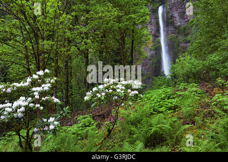 Floraison printanière de rhododendrons, à la base de la plus haute de l'Oregon cascade, chutes de Multnomah dans la gorge du Columbia. Banque D'Images