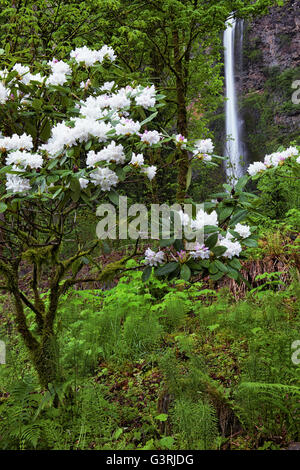 Floraison printanière de rhododendrons, à la base de la plus haute de l'Oregon cascade, chutes de Multnomah dans la gorge du Columbia. Banque D'Images