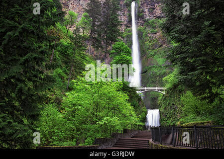 Chutes de Multnomah gouttes 620 pieds dans la verdure du printemps brillant de l'Oregon's Columbia River Gorge National Scenic Area. Banque D'Images