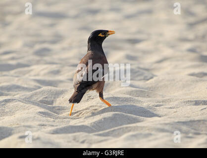 Myna commun sur la plage à Dubaï Banque D'Images