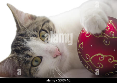 Chaton noir et blanc joue avec une boule de Noël rouge. Isolées. Banque D'Images