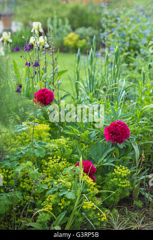 Les fleurs rouge foncé dans un jardin de chalet au Pays de Galles. Banque D'Images