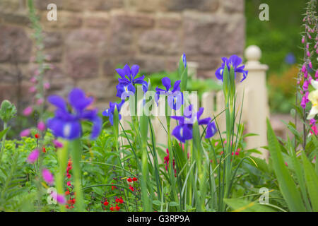 Iris bleu et fleurs de la digitale dans un chalet jardin gallois. Banque D'Images