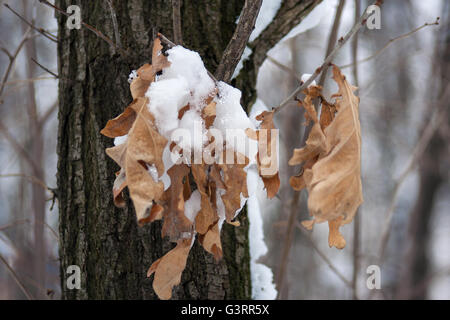 Brun sec feuilles sur une branche d'arbre dans la neige photo en gros plan Banque D'Images