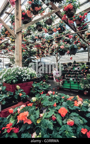 Bégonia à fleurs plantes sont exposées dans des jardinières, pots et paniers suspendus à cette impressionnante begonia pépinière dans le comté de Santa Cruz, en Californie, USA. Il y a près de 1 800 espèces de ces plantes vivaces colorées qui sont populaires comme plantes d'ornement et à l'extérieur en été, les jardins. Banque D'Images