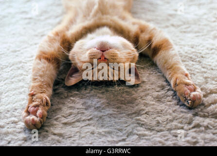 Un chat domestique avec pattes étendues pan pacifiquement sur le dos sur un tapis. Il est épuisé, détendue et dormir comme ce gros plan de son visage révèle. Banque D'Images