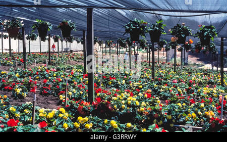 Des milliers de fleurs begonia plantes sont cultivées et vendues à des prix bien connu de Weidners jardins qui accueille depuis 1973 les jardiniers à Encinitas, en Californie, aux États-Unis. Les acheteurs de l'usine à pied entre les lignes pour trouver leurs fleurs préférées et puis les déterrer. La plus grande sélection de dig-votre-propre est Weidners les bégonias pendant' Begonia Festival qui a lieu chaque année en juin. Banque D'Images