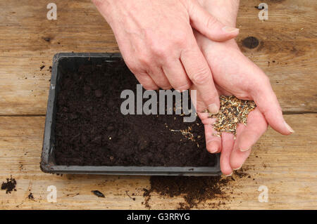 Mains Libre de semer des graines dans un bac rempli de semences avec du compost sur un banc d'empotage en bois Banque D'Images