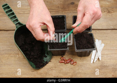 Libre d'une paire de mains de planter des graines de haricot dans des pots sur un banc d'empotage en bois Banque D'Images