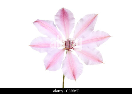 Nelly Moser Clematis flower isolated on white Banque D'Images