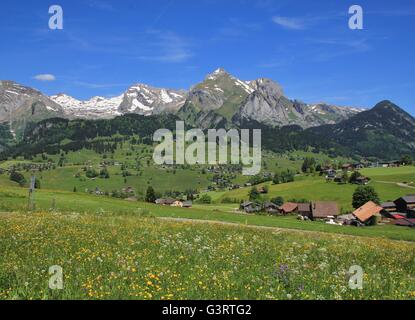 Pré Vert avec des fleurs sauvages et gamme de l'Alpstein. Banque D'Images