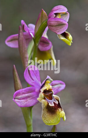 L'orchidée mouche, Ophrys tenthredinifera. Banque D'Images