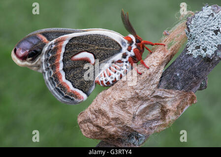 Papillon Hyalophora cecropia soie géant des profils récemment émergé de cocoon E USA, par aller Moody/Dembinsky Assoc Photo Banque D'Images