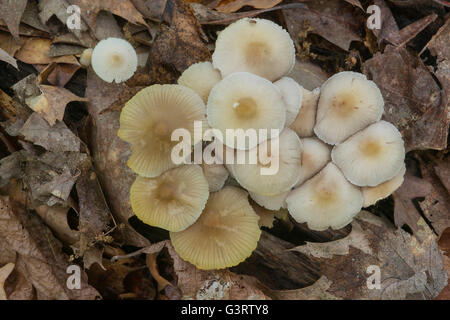 Clitocybe Irina champignons, la fin du printemps, au Michigan, USA Banque D'Images