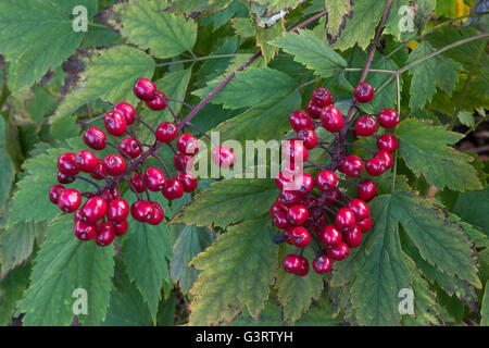 Actaea rubra actée rouge, aussi connu comme les yeux de poupée, et Chinaberry, fruits mûrs (graines), l'Est de l'USA Banque D'Images