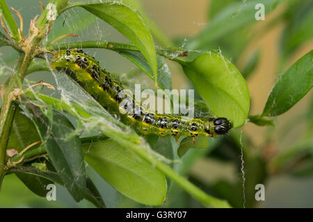 Buchsbaumzünsler Buchsbaum-Zünsler, Raupe frisst, un Buchsbaum, Buchs, Cydalima perspectalis, espèce d'arbre de boîte, Caterpillar, fort Banque D'Images