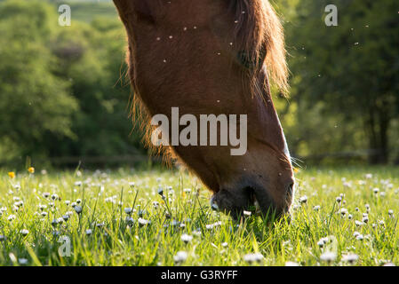 Poney marron avec un champ de pâturage vole autour de sa tête. Pâquerettes dans l'herbe. Banque D'Images