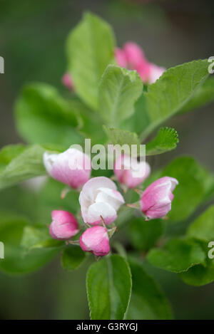 Close up of spring Apple Blossom. Fleurs d'une variété cultivée. Banque D'Images