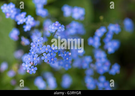 Close up de Brunnera macrophylla fleurs. Fleurs bleu Dainty sur cette plante vivace qui fleurit au printemps. Banque D'Images