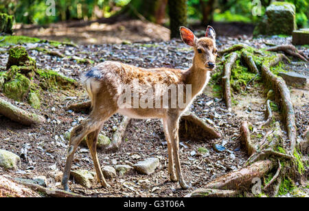 Jeune cerf sika à Nara Park Banque D'Images