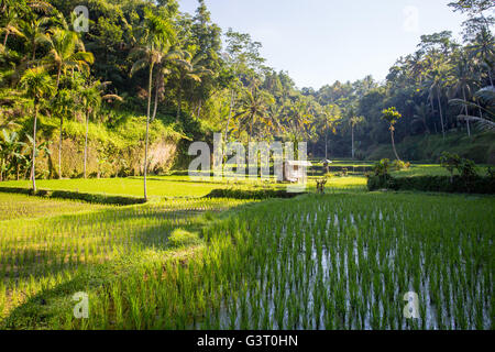 Les récoltes de champs de riz sur une chaude après-midi ensoleillée près de Ubud, Bali, Indonésie Banque D'Images