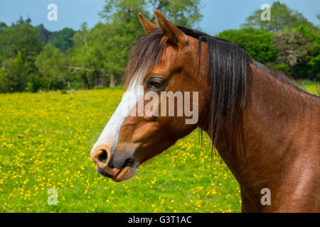 Un cheval alezan dans une prairie de renoncule à tous les Stretton dans les collines du Shropshire, England, UK Banque D'Images