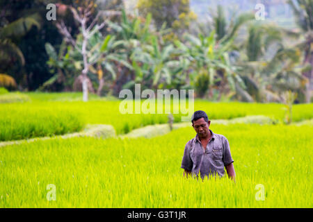 Ubud, Indonésie - 5 septembre : un riz non identifiés agriculteurs travaillent dans les champs de riz sur une chaude après-midi ensoleillée près de Ubud, Bali, Ind Banque D'Images