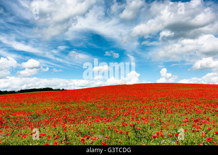 Royston, Hertfordshire, Royaume-Uni 15 juin 2016. Fleurs de pavot rouge dans un champ de lin bleu près de Royston, Hertfordshire, Royaume-Uni. Le spectaculaire et les couleurs de l'image de fleurs sur les collines de craie de la région a été défini dans un contexte de cumulus et de ciel bleu. Un système de basse pression sur une grande partie de l'UK est à l'origine un mélange de soleil et d'une douche et d'autres temps est prévu pour les prochains jours. Credit : Julian Eales/Alamy live news Banque D'Images