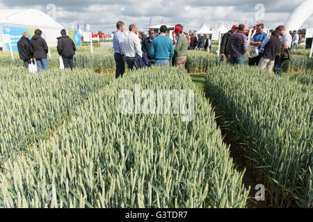 Chrishall Grange, près de Duxford Cambridgeshire UK 15 juin 2016. Les agriculteurs et les spécialistes de l'industrie des céréales, 2016 assister à la plus grande foire commerciale pour l'industrie de l'agriculture. Autour de 25000 personnes sont attendues pour visiter l'exposition au cours des deux prochains jours. Il y a des affiche de l'équipement, y compris les tracteurs, pulvérisateurs, semoirs et stands de services aux entreprises agricoles connexes Crédit : Julian Eales/Alamy live news Crédit : Julian Eales/Alamy Live News Banque D'Images