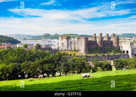 Conwy, Nord du Pays de Galles, Royaume-Uni. . Royaume-uni - Le ciel bleu et le beau temps au Château de Conwy avec la température permet une agréable journée au soleil. L'après-midi profiter de moutons du soleil en face de Château de Conwy Banque D'Images
