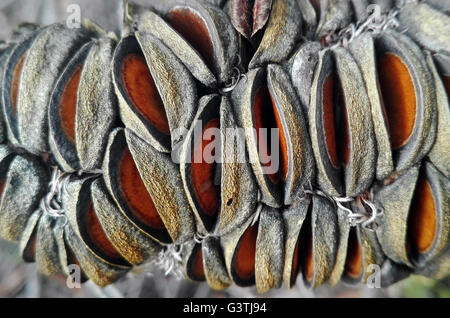 Close-up d'un vieil homme Banksia serrata) cône avec des gousses ouvertes.gousses ouvertes par g's. Banque D'Images