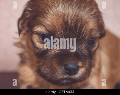 Havanese Puppy, 4 semaines Banque D'Images