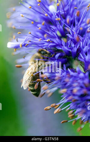 Veronicastrum sachalinense, abeille sur la fleur Banque D'Images