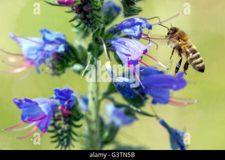 Abeille miel voler à Fleur Echium vulgare Vipers Bugloss Bee Blueweed voler à Flower Vipers Bugloss Echium Apis mellifera Bee buaging insecte Banque D'Images