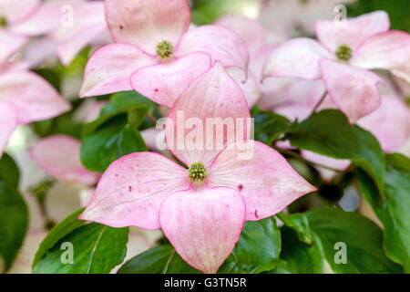 Dogwood, Cornus Kousa 'Satomi', rose Banque D'Images