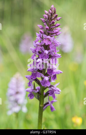 Dactlyorhiza fuchsii, orchidée tachetée commun, poussant sur la craie downland, Surrey, UK. De juin. Banque D'Images