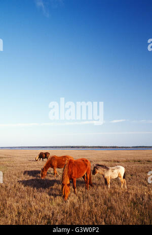 Chevaux sauvages (connu sous le nom de 'poneys') dans Chincoteague National Wildlife Refuge, Assateague Island, Virginia, USA Banque D'Images