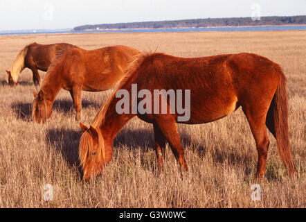 Chevaux sauvages (connu sous le nom de 'poneys') dans Chincoteague National Wildlife Refuge, Assateague Island, Virginia, USA Banque D'Images