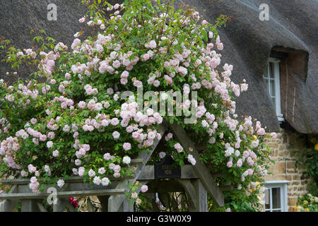 Roses sur une voûte en bois en face d'une maison en pierre de Cotswold de chaume. En vertu de l'Ashton Hill, Worcestershire, Angleterre. Banque D'Images