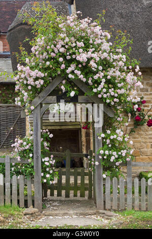 Roses sur une voûte en bois en face d'une maison en pierre de Cotswold de chaume. En vertu de l'Ashton Hill, Worcestershire, Angleterre. Banque D'Images