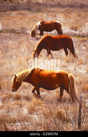 Chevaux sauvages (connu sous le nom de 'poneys') dans Chincoteague National Wildlife Refuge, Assateague Island, Virginia, USA Banque D'Images