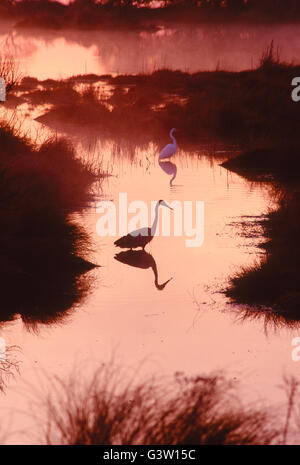 Grand Héron au lever du soleil ; Chincoteague National Wildlife Refuge ; Assateague Island, Virginie, USA Banque D'Images