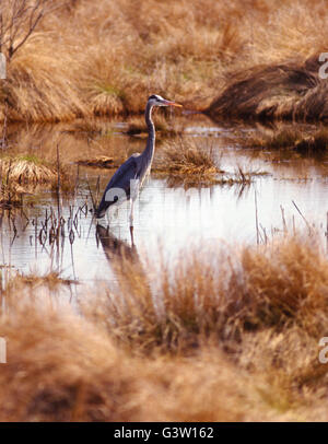 Grand Héron au lever du soleil ; Chincoteague National Wildlife Refuge ; Assateague Island, Virginie, USA Banque D'Images