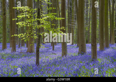 Au printemps hallerbos de fleurs de jacinthes, halle, province de Hainaut, Belgique Banque D'Images