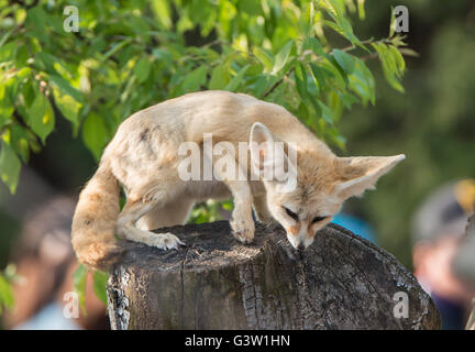 Fennec blanc fox ou Renard du désert avec de grandes oreilles Banque D'Images