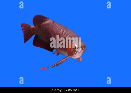 Belle arowana dans l'aquarium Banque D'Images