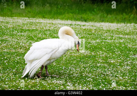 Swan en colère Prêt à l'attaque sur le champ rempli de marguerites marguerite Banque D'Images