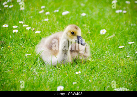 Bernache du Canada (Branta canadensis) gosling dans l'herbe avec des fleurs Banque D'Images