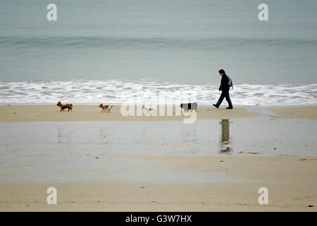 Femme marche les chiens sur la plage en Cornouailles avec tous les chiens formant une ligne. Banque D'Images