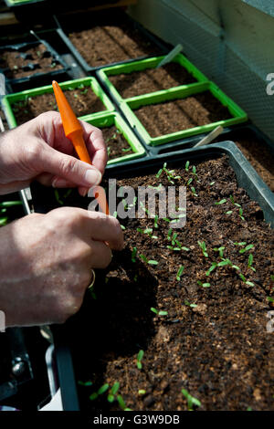 Gros plan des mains homme personne jardinier éclaircit les semis de marigold dans une serre au printemps Angleterre Royaume-Uni Grande-Bretagne Banque D'Images